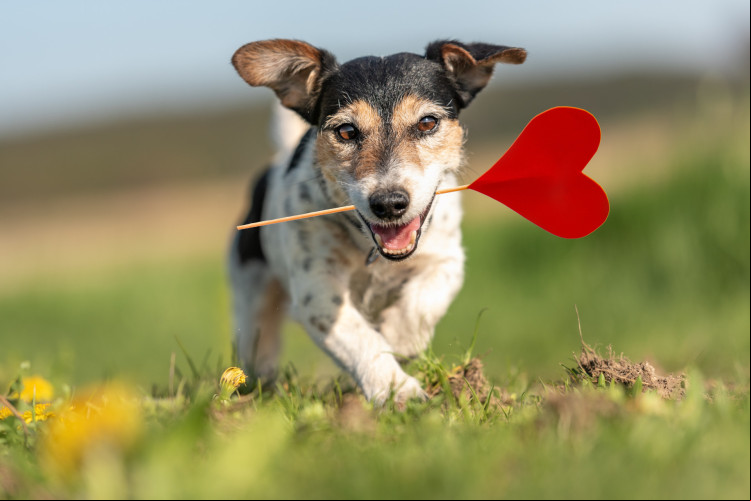 "Cachorro" é um dos interesses mais populares entre os usuários do Tinder que procuram um relacionamento.