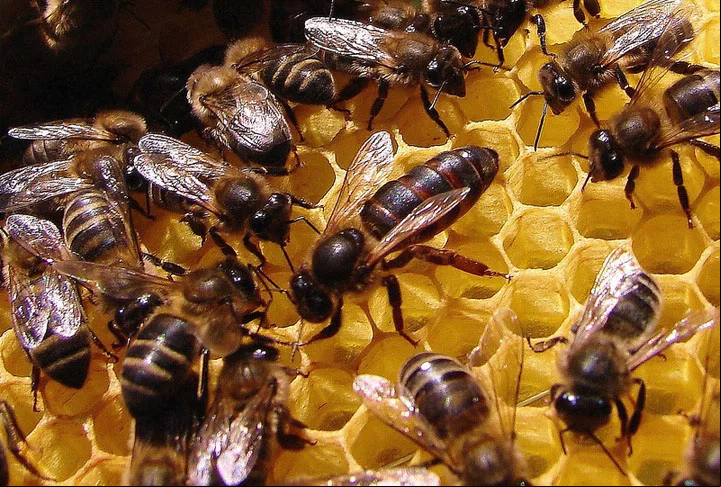 Como resultado, as mercadorias geradas pela polinização das abelhas correspondem a cerca de 10% do Produto Interno Bruto (PIB) agrícola e representam uma cifra superior a US$ 200 bilhões por ano, mundialmente.